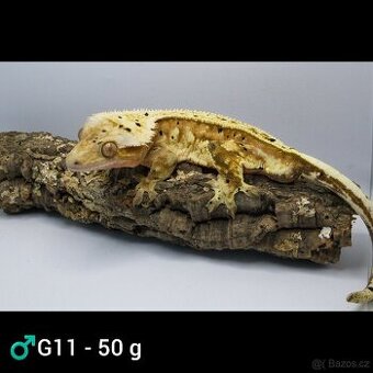 9.1 C. Ciliatus