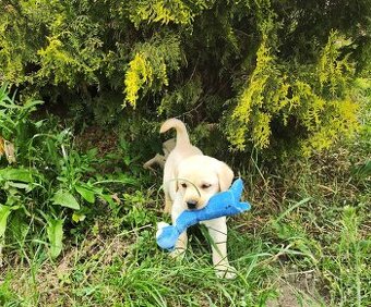 Nabídka štěněte labradorského retrievera - 1