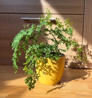 Kapradina Venušin vlas, Adiantum Raddianum, Netík - 1