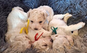 Bichon frisé s PP - bišonek, štěňátka-nelínající plyšáček
