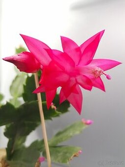 Schlumbergera - Vánoční kaktus: Red noid chimera (řízek)