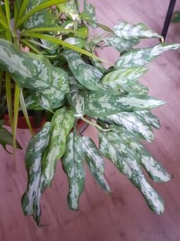 Aglaonema spící panna