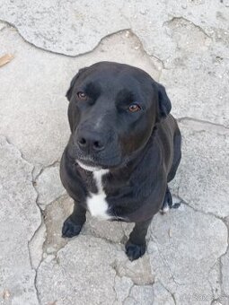 Daruji 2-letou fenku Labrador x Staford - 1