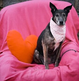 BORA - 17 kg, kastrovaná fenečka 10 let