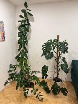 Pokojové rostliny - fíkus, monstera, zamiokulkas