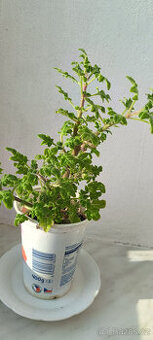 MIGRÉNOVNÍK - - viz text a foto