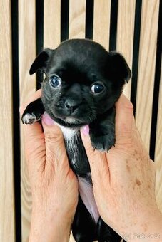 Čivava s PP FCI - fenka