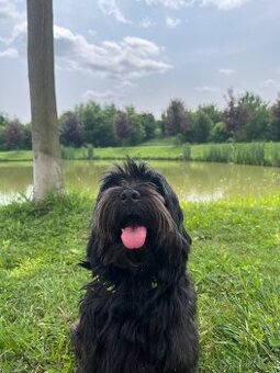 Krytí havanským psíkem