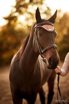 Anglický plnokrevník