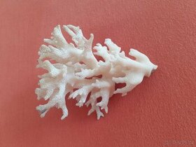 Prodám korál - mořský - bílý   10,5 x 7,5 cm