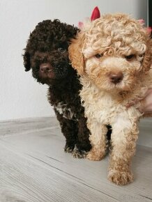 Lagotto romagnolo