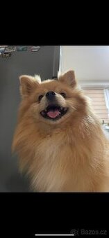 pomeranian ke kryti