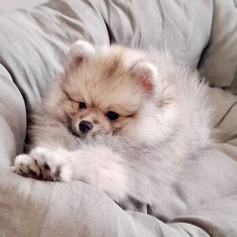 Krásný Pomeranian Freddie Dog´s Dream Pom Kennel