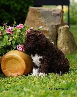 lagotto romagnolo - italský vodní pes