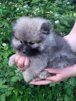 Německý špic trpasličí ne pomeranian štěňátko s PP FCI