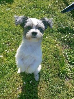 Shih - tzu, jménem Nagy