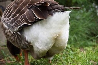 Pár landeské husy