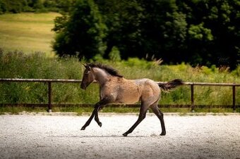 Grullo roan klisna American Quarter Horse, black homozygot