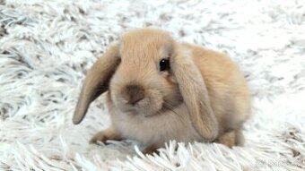 Zakrslý beránek, králíček, králík - JIJI