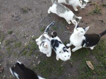 Daruji krásná koťátka - u Hořic, k odběru jsou ihned