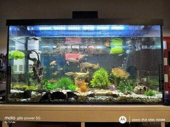 Akvárium i s rybkami - 1