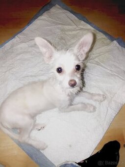 Stěně čivava x jorkšír