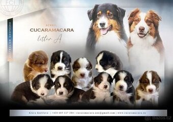 Australský ovčák s PP - TOP štěňata