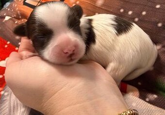 Jorkšírsky teriér s PP choco/white/tan ( Biro ) pejsek