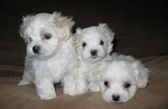 Maltézský psík/ maltezáček