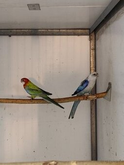 Rosela pestrá zlatá modrá