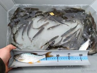 Nástrážní rybičky plotice perlín 15-19 cm