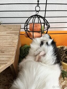 Daruji morče sameček