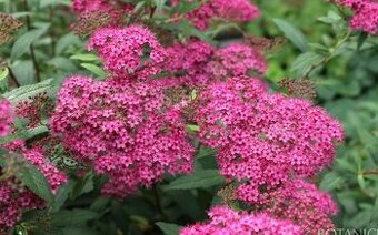 Tavolník japonský bumaldův 'Anthony Waterer'