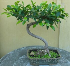 Ficus retusa. - fíkus  35 let