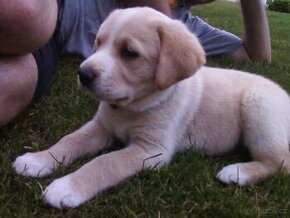 Golden retriver retrívr/ border kolie