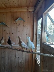Německý výstavní holub