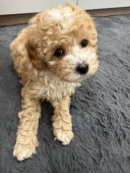 Maltipoo