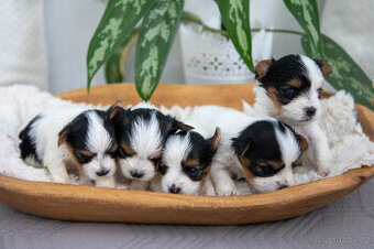 Štěňata BIEWER yorkshire terrier s PP