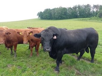 Plemenné stádo Aberdeen Angus Bio