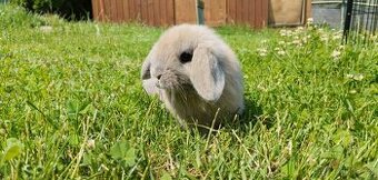 Poslední minilop sameček ihned k odběru 🐰