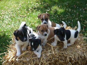 Jack Russell teriér