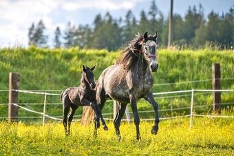 Klisna Pura raza Española s hříbětem - 1