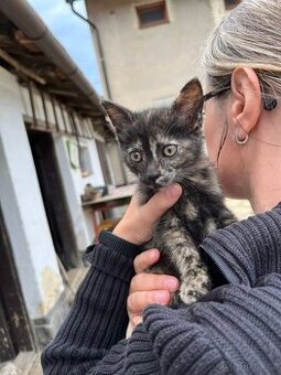 Zajímavě žíhané koťátko - kočička