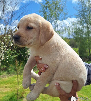 Štěňata labradora k adopci