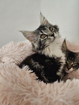 Mainská mývalí kočička bez pp k odběru