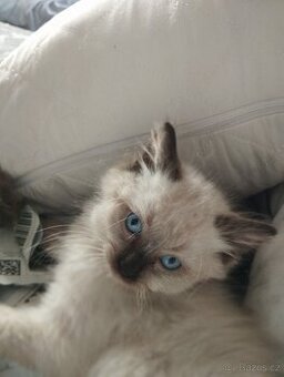 Koťátka Ragdoll