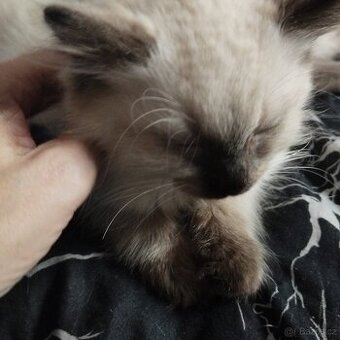 Koťátka Ragdoll