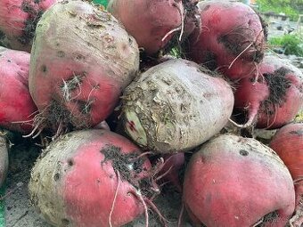 Krmná řepa - Farmářský produkt