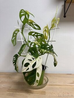 Monstera Adansonii Japanese Tricolor