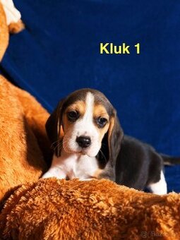 Bígl trikolor, štěňátka